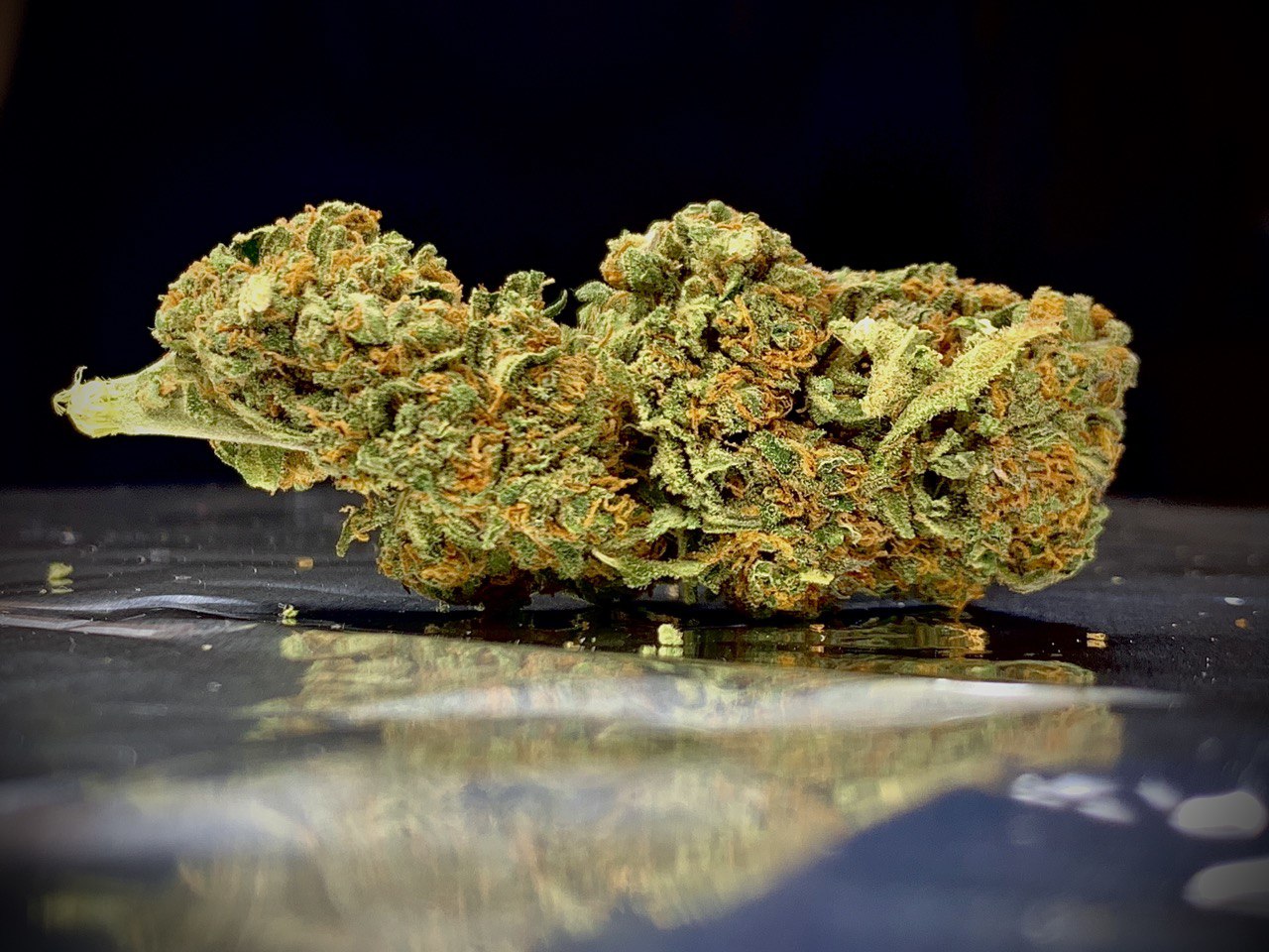 ORANGE SKUNK INDOOR
