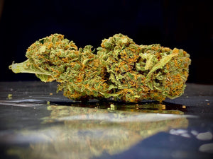 ORANGE SKUNK INDOOR