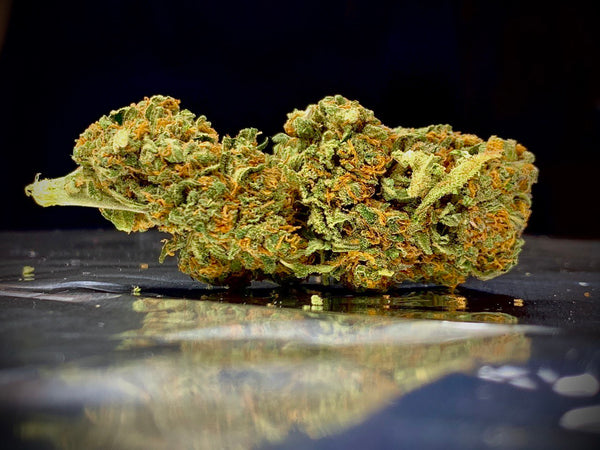 ORANGE SKUNK INDOOR